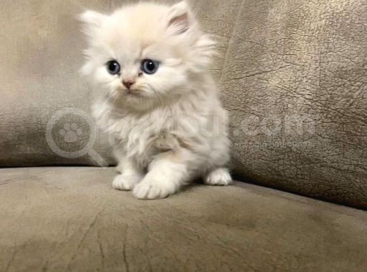 Erkek Güzeli British Longhair