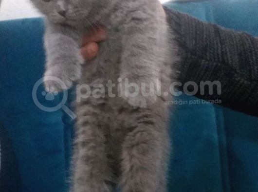 3 Küçük Safkan 5 Nesil British görsel