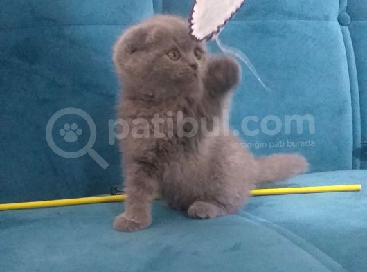 3 Küçük Safkan 5 Nesil British