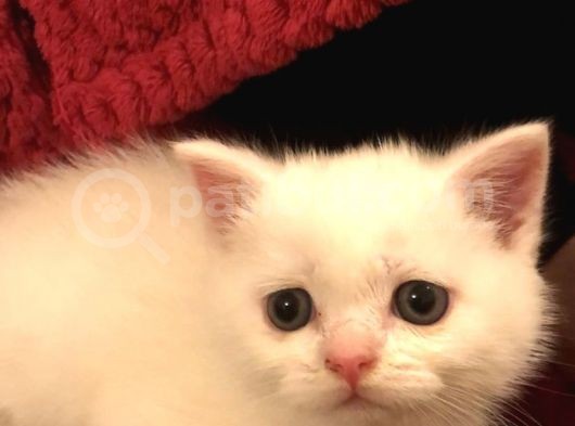Pamuk Prenses British Shorthair