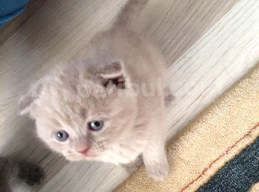 3 Küçük Safkan 5 Nesil British görsel