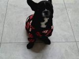 Muhteşem Bebek French Bulldog