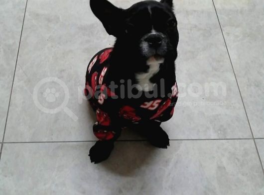 Muhteşem Bebek French Bulldog görsel
