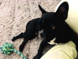 Muhteşem Bebek French Bulldog