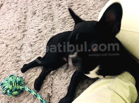 Muhteşem Bebek French Bulldog