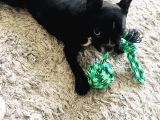 Muhteşem Bebek French Bulldog