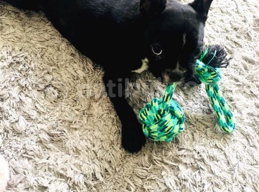 Muhteşem Bebek French Bulldog görsel