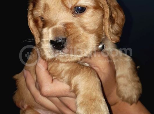 Minik Cocker Yavrularımız görsel