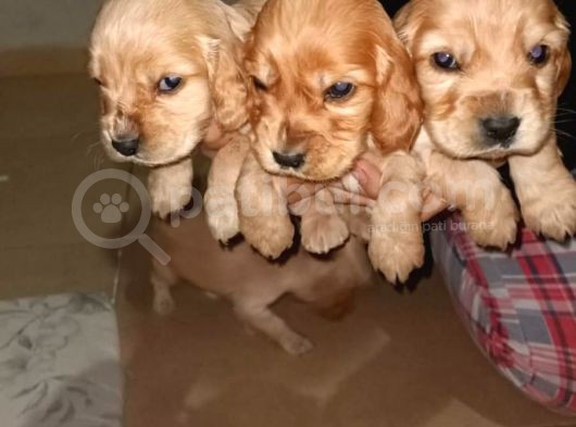 Minik Cocker Yavrularımız