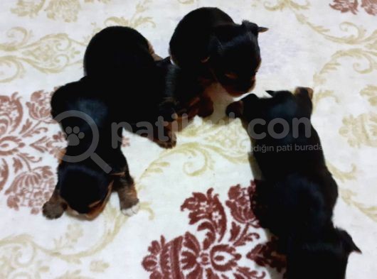 Yorkshire Terrier Yavruları