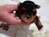 Yorkshire Terrier Yavruları