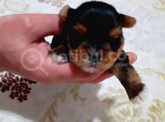 Yorkshire Terrier Yavruları görsel