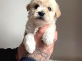 Mükemmel Güzellikte Maltipoo