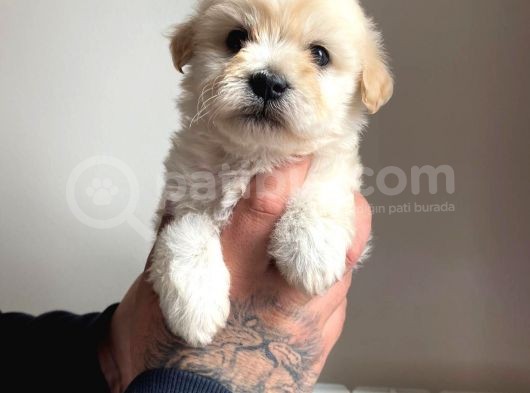 Mükemmel Güzellikte Maltipoo