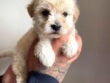 Mükemmel Güzellikte Maltipoo