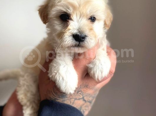 Mükemmel Güzellikte Maltipoo görsel