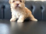 Mükemmel Güzellikte Maltipoo