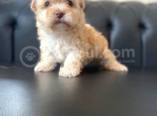 Mükemmel Güzellikte Maltipoo görsel