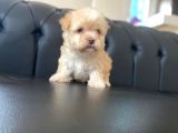 Mükemmel Güzellikte Maltipoo
