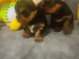 Yorkshire Terrier Yavruları