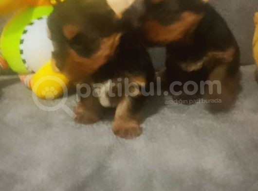 Yorkshire Terrier Yavruları görsel