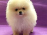 Pomeranian Boo Yavruları