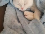Safkan Scottish Fold Oğlum