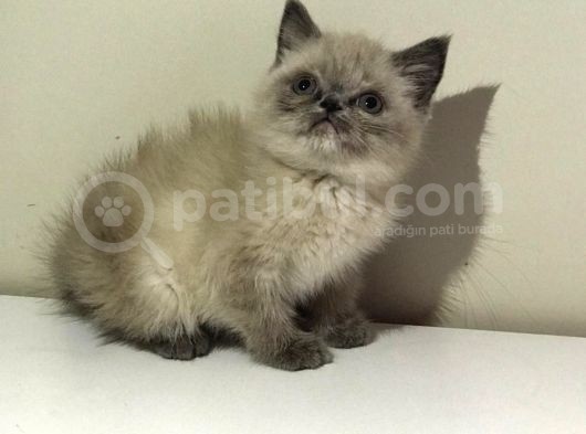 Erkek Bluepoi̇nt Bri̇ti̇sh Shorthai̇r görsel
