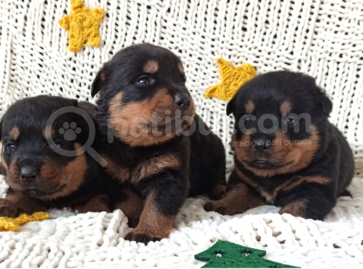 3 Silahşörler
