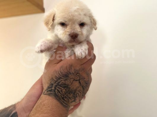 Kayısı Rengi Maltipoo Yavrular