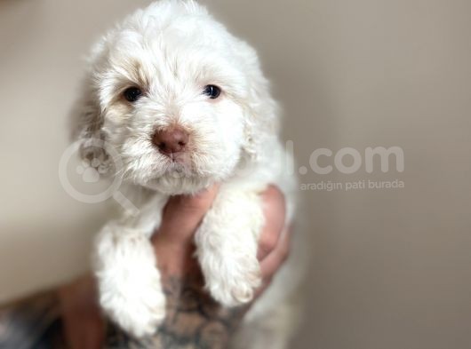 Baby Face Maltipoo Yavrularımız