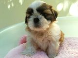 Shih Tzu Yavruları