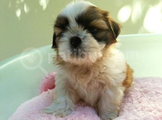 Shih Tzu Yavruları görsel