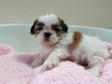 Shih Tzu Yavruları