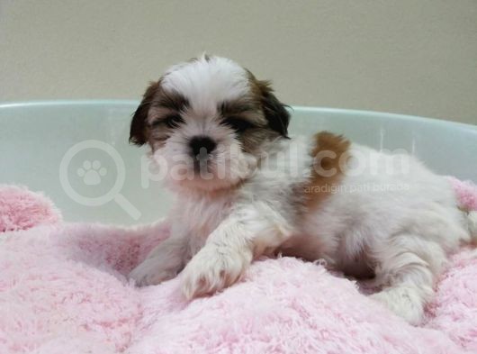 Shih Tzu Yavruları görsel