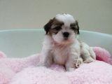 Shih Tzu Yavruları