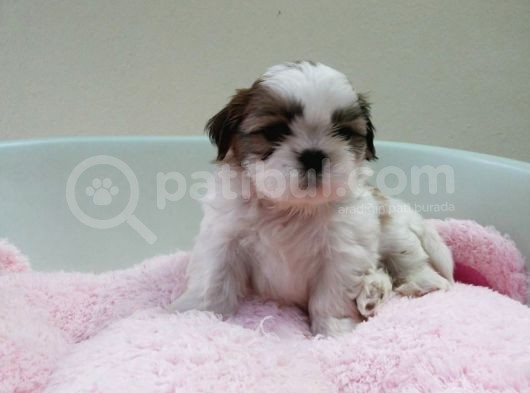 Shih Tzu Yavruları görsel