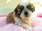 Shih Tzu Yavruları