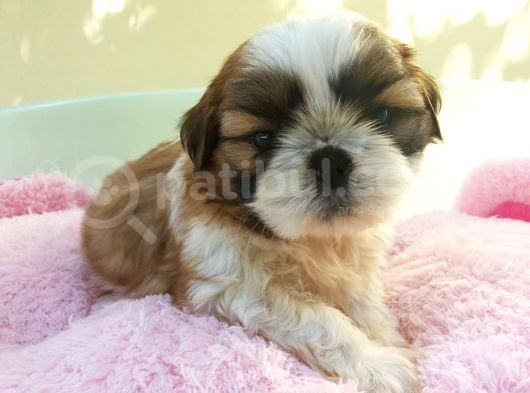 Shih Tzu Yavruları görsel