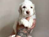 Aa Kalite Maltipoo
