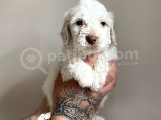 Aa Kalite Maltipoo görsel