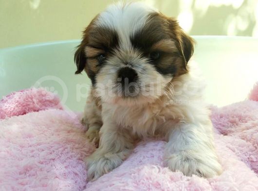 Shih Tzu Yavruları görsel