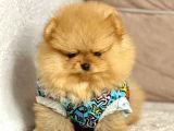 Safkan Pomeranian Boo Yavrularımız