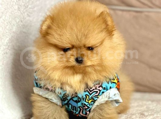Safkan Pomeranian Boo Yavrularımız görsel
