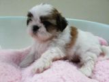 Shih Tzu Yavruları
