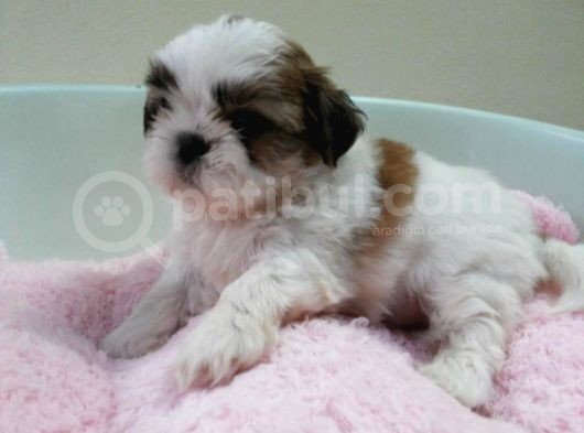 Shih Tzu Yavruları görsel
