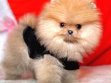 Safkan Pomeranian Boo Yavrularımız