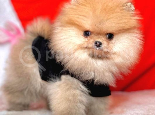 Safkan Pomeranian Boo Yavrularımız görsel