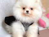 Safkan Pomeranian Boo Yavrularımız