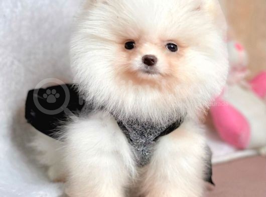 Safkan Pomeranian Boo Yavrularımız görsel